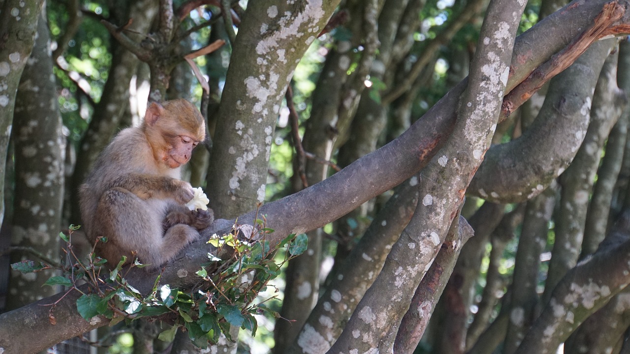Biodiversity on the Edge: What Can We Do to Protect It?